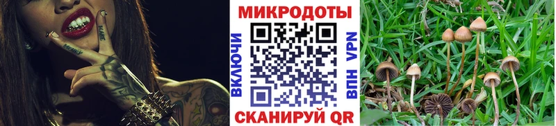 Псилоцибиновые грибы Psilocybe Моздок